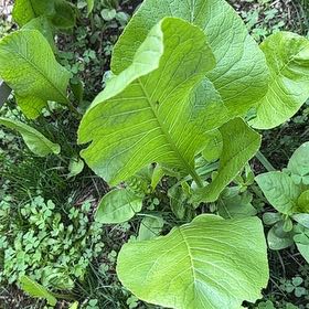 Photo of the plant species Horseradish by @ManlyDatepalm84 named Rihanna on Greg, the plant care app