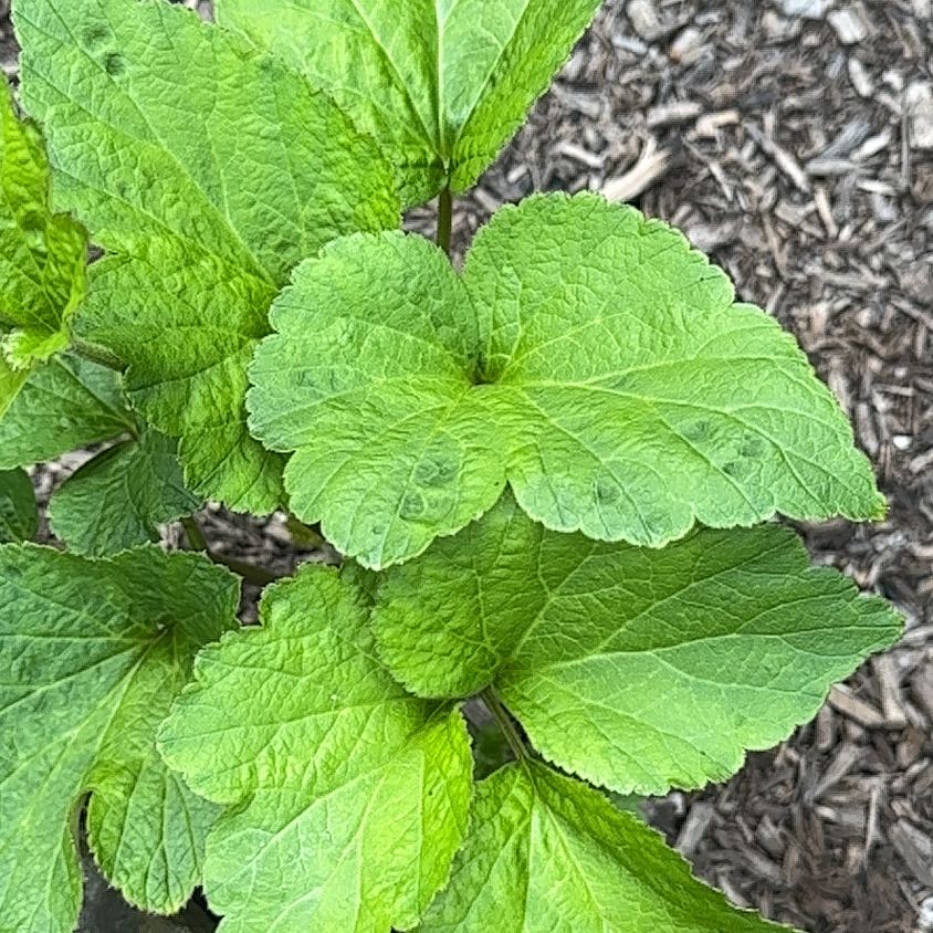 Photo of the plant species Chinese Lantern by @ManlyDatepalm84 named Eva on Greg, the plant care app