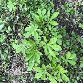 Photo of the plant species Bitter Apple by @ManlyDatepalm84 named Aristotle on Greg, the plant care app