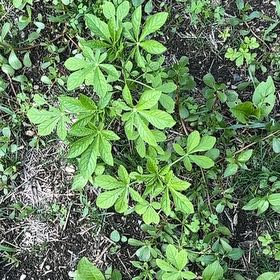 Photo of the plant species Cleome Hassleriana by @ManlyDatepalm84 named James Dean on Greg, the plant care app
