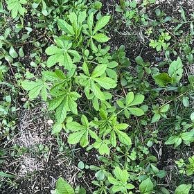 Photo of the plant species Cleome Hassleriana by @ManlyDatepalm84 named Planty on Greg, the plant care app