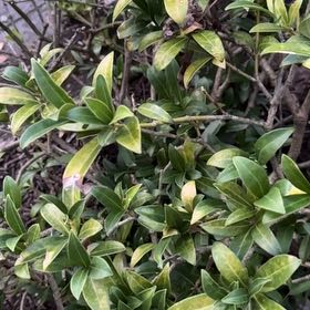 Photo of the plant species Japanese Andromeda by @ManlyDatepalm84 named Clooney on Greg, the plant care app