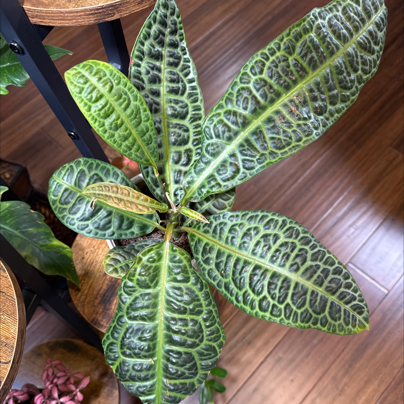 Photo of the plant species Labasia by @TryGreyalder87 named Viper Kura Kura on Greg, the plant care app