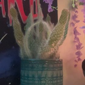 Photo of the plant species Snow Prickly Pear by @BraveCowslip71 named LiloStitch on Greg, the plant care app