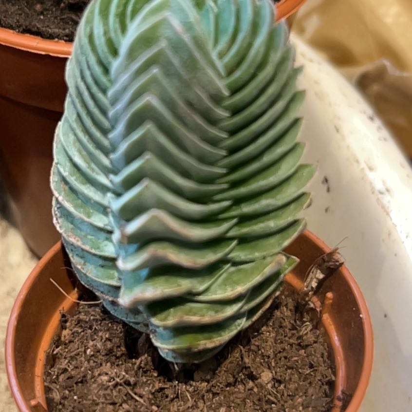 Photo of the plant species Crasusula buddha's temple by @TidyDodder62 named Lavender on Greg, the plant care app