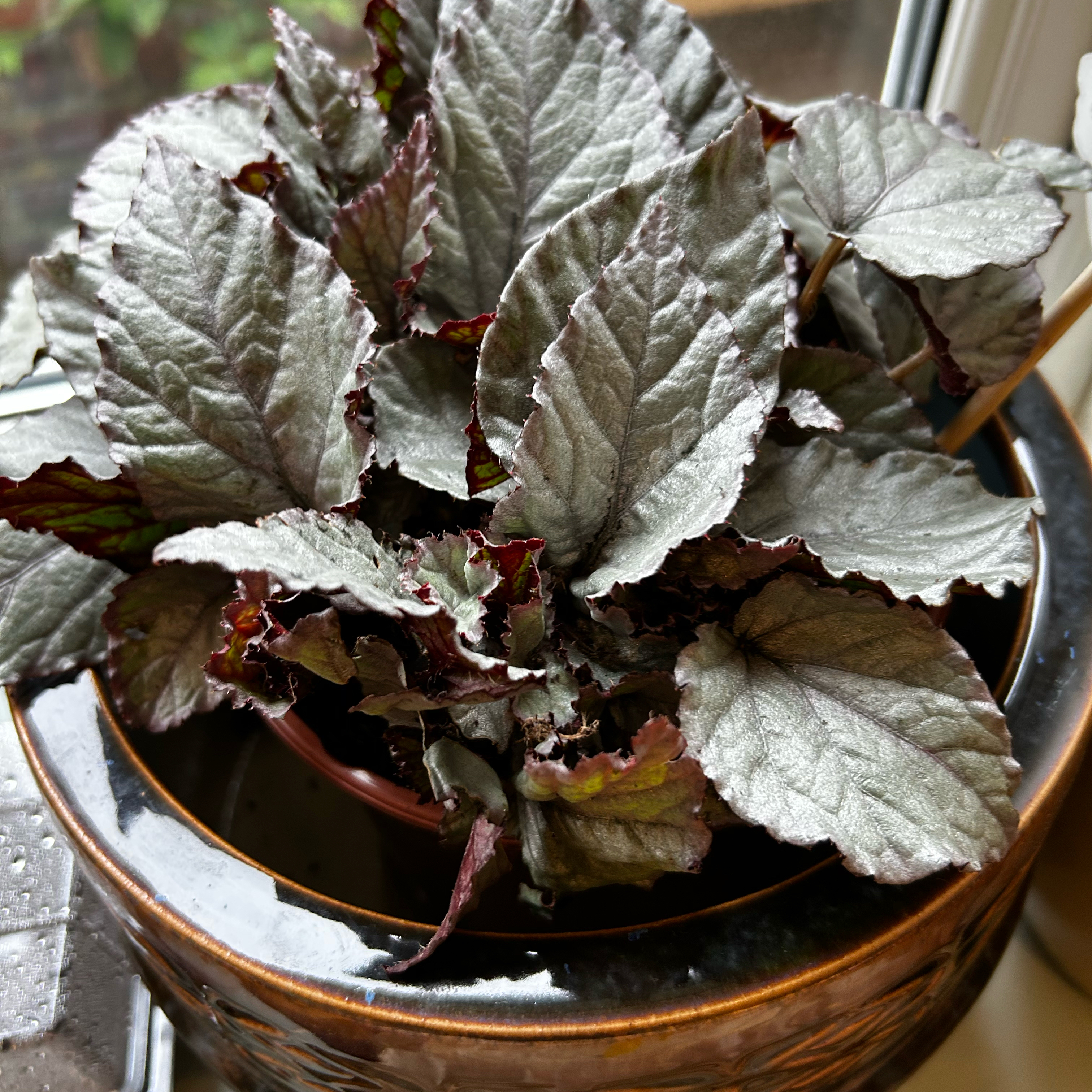 Photo of the plant species Begonia Bolero by @TidyDodder62 named Tupot amaroot on Greg, the plant care app