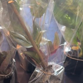 Photo of the plant species Tillandsia schiedeana by @FunFlax75 named Mochi on Greg, the plant care app