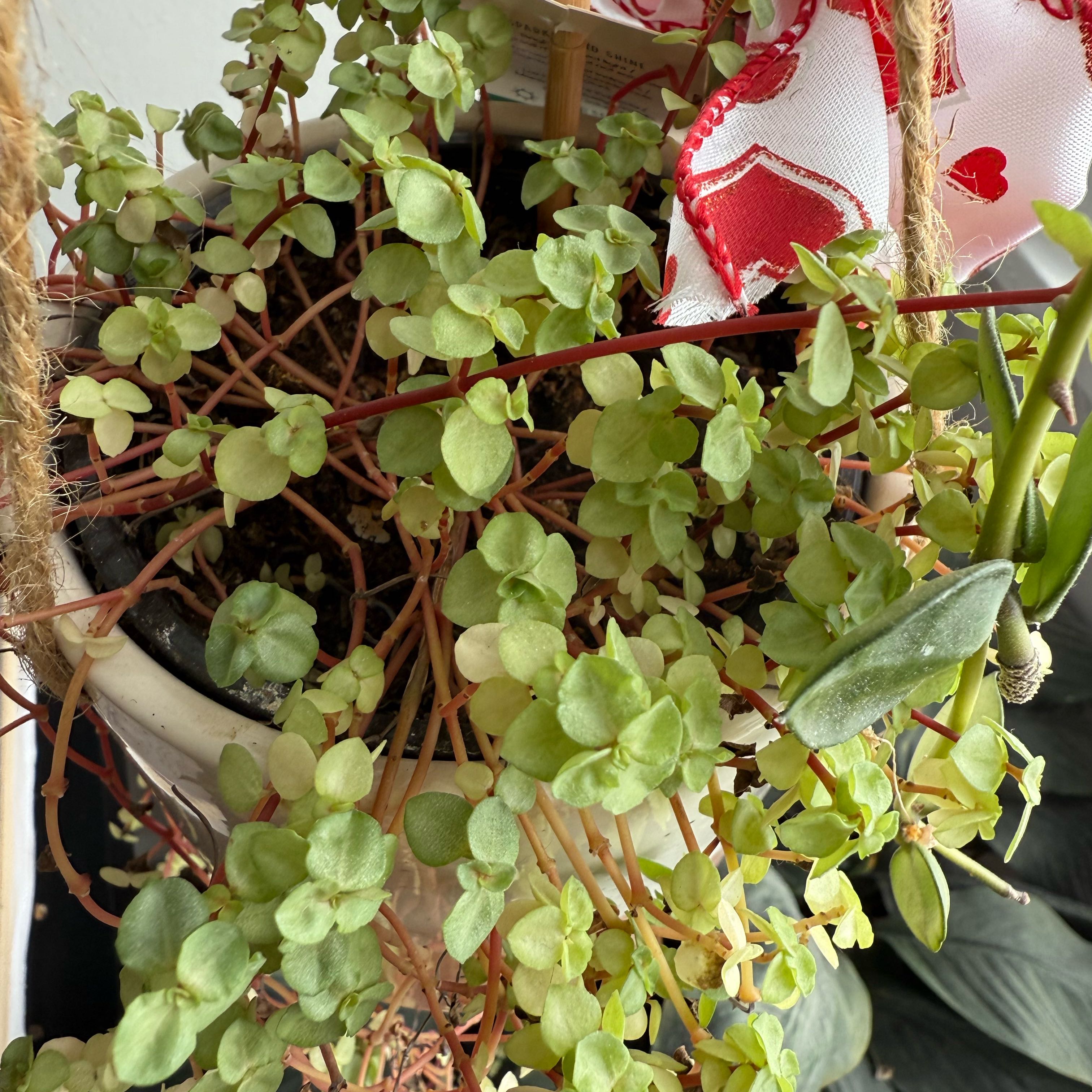 Photo of the plant species Pilea 'Silver Sparkle' by @HeroOakmoss69 named Zeus on Greg, the plant care app