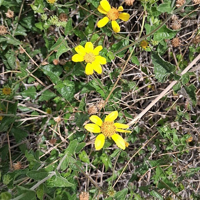 Photo of the plant species Smooth Oxeye by @HipBanana23 named Clooney on Greg, the plant care app