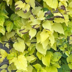 Photo of the plant species Evergreen Clematis by @FineSucc0 named Dolores on Greg, the plant care app