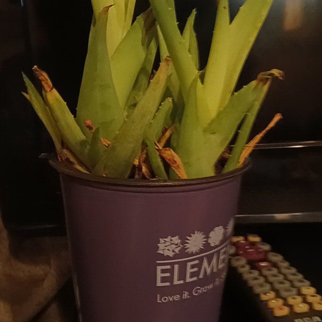 Photo of the plant species Aloe 'Walmsley's Blue' by @IdealCobnut68 named Emerson on Greg, the plant care app