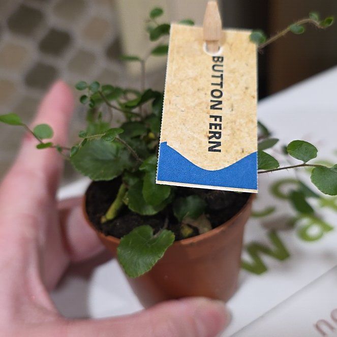 Photo of the plant species Button fern by @CalmCapeivy23 named Oscar on Greg, the plant care app