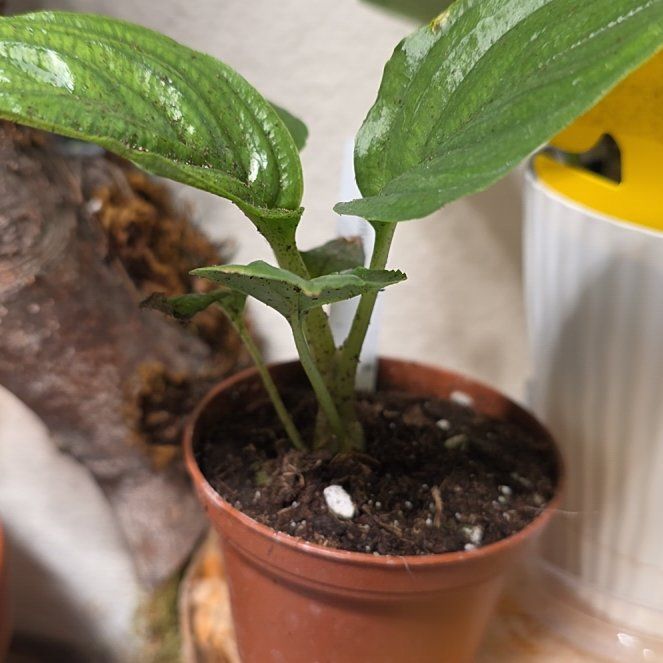 Photo of the plant species Black Bat Flower by @CalmCapeivy23 named Stella on Greg, the plant care app