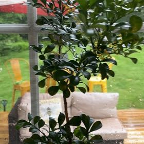 Photo of the plant species Chinese Perfume Plant by @AceGabisan14 named Fernie Mercury on Greg, the plant care app