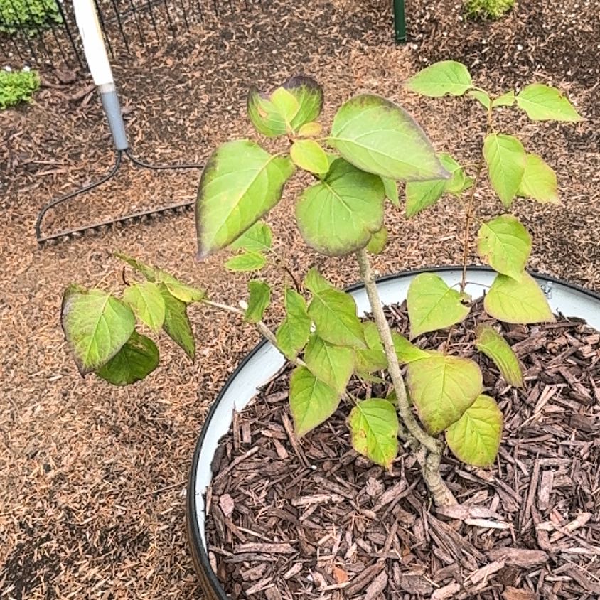 Photo of the plant species Scentara Double Blue Lilac by @WinTaro11 named Elle on Greg, the plant care app