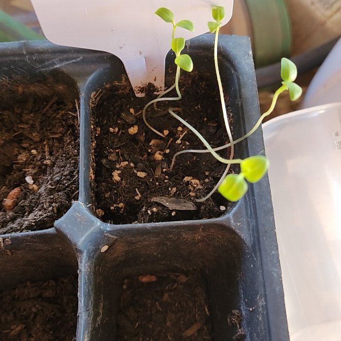 Photo of the plant species Tomatillo 'Toma Verde' by @PrettyTokyosun named Messi on Greg, the plant care app