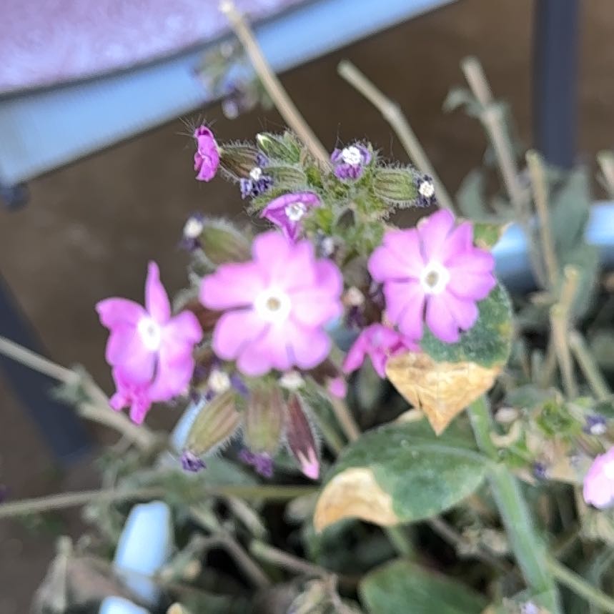 Photo of the plant species Red Campion by @SwellDuwei55 named Sol on Greg, the plant care app