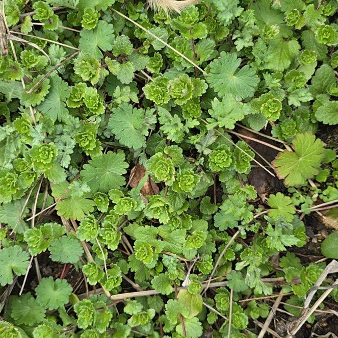 Photo of the plant species Smallflower Buttercup by @FullMakura45 named Nemo on Greg, the plant care app