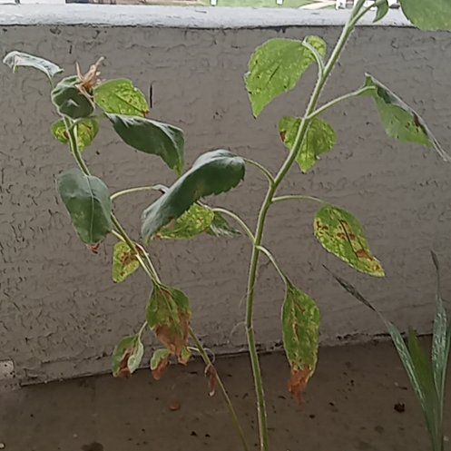 Photo of the plant species Mammoth Sunflower by @KookyCobnut44 named Denali on Greg, the plant care app