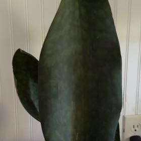 Plant care for Black Sword on Greg, the plant care app