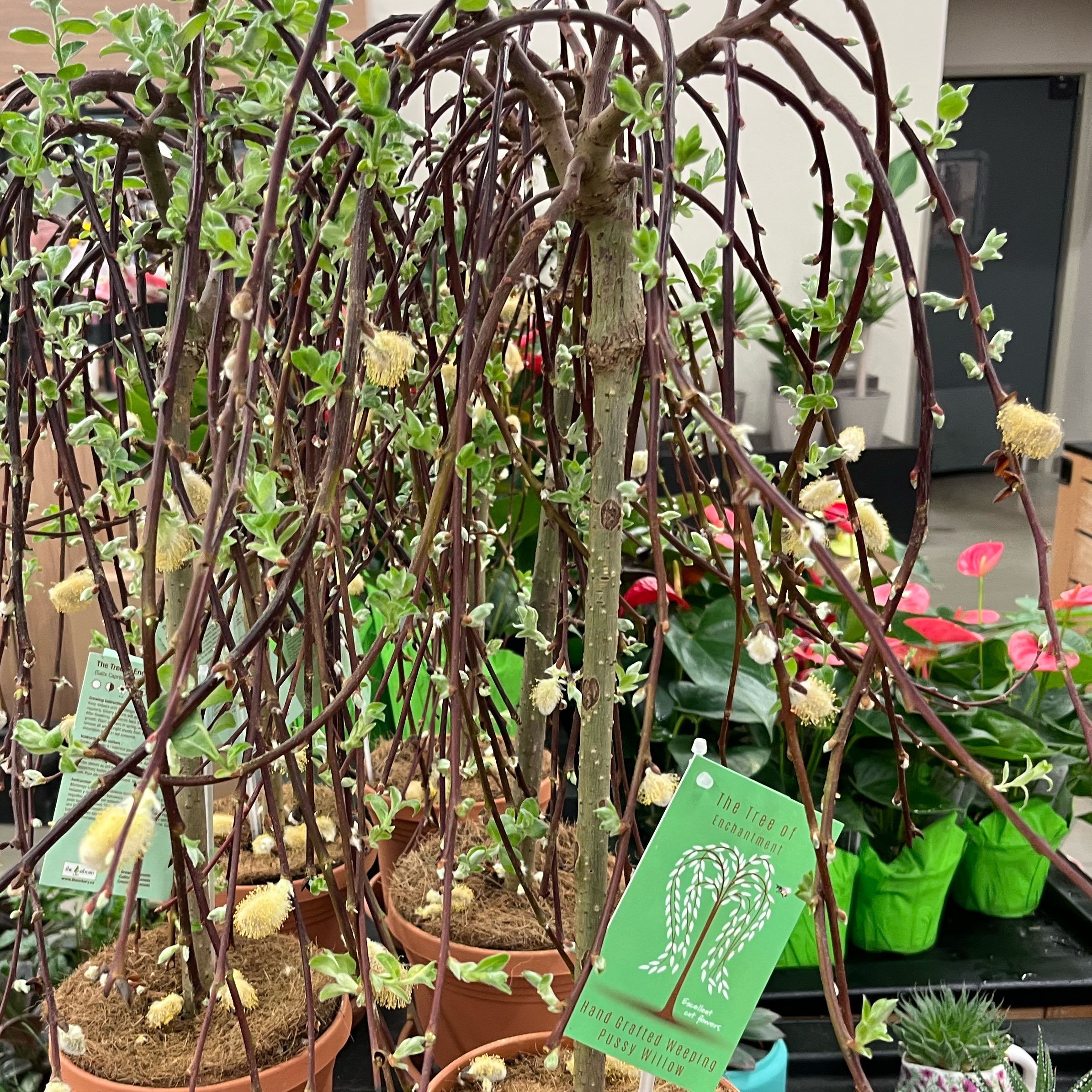 Photo of the plant species Pussy Willow by @GracedRosea62 named Homer on Greg, the plant care app