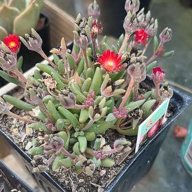 Photo of the plant species Red Ice Plant by @StarWinika84 named Peter Parker on Greg, the plant care app