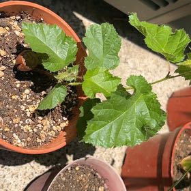 Photo of the plant species Oak Tree by @StarWinika84 named Spike Leaves on Greg, the plant care app