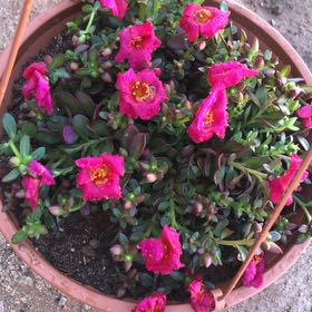 Photo of the plant species Portulaca oleracea 'Mega Pazzaz Dark Pink' by @RadRedbetel34 named Beckham on Greg, the plant care app
