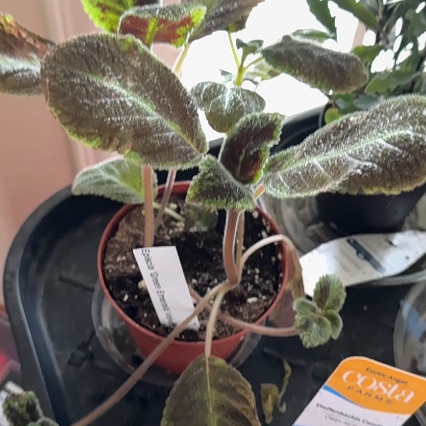 Photo of the plant species Flame Violet 'Emerald Velvet' by @BestSeacampion named Shakira on Greg, the plant care app