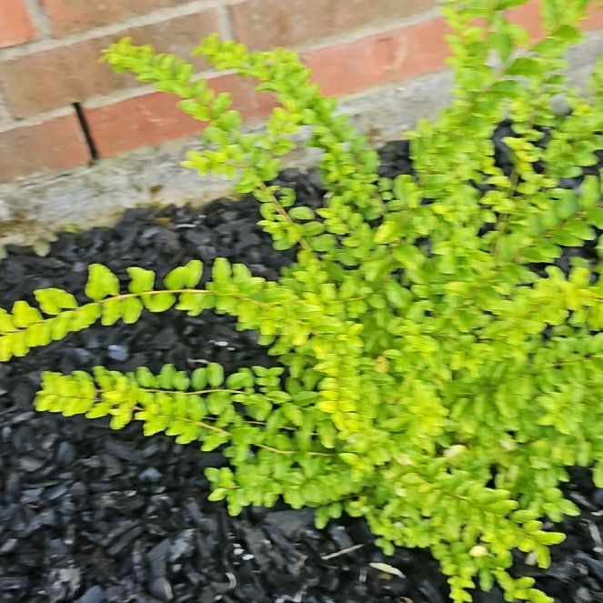 Photo of the plant species Sunshine Ligustrum by @HelperChives95 named Taylor Swift on Greg, the plant care app
