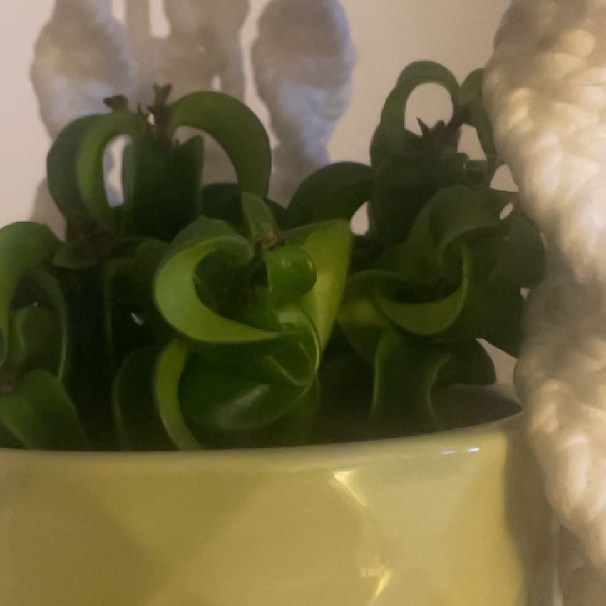 Photo of the plant species Curly Rasta Lipstick by @SacredAsianpear named Harry on Greg, the plant care app