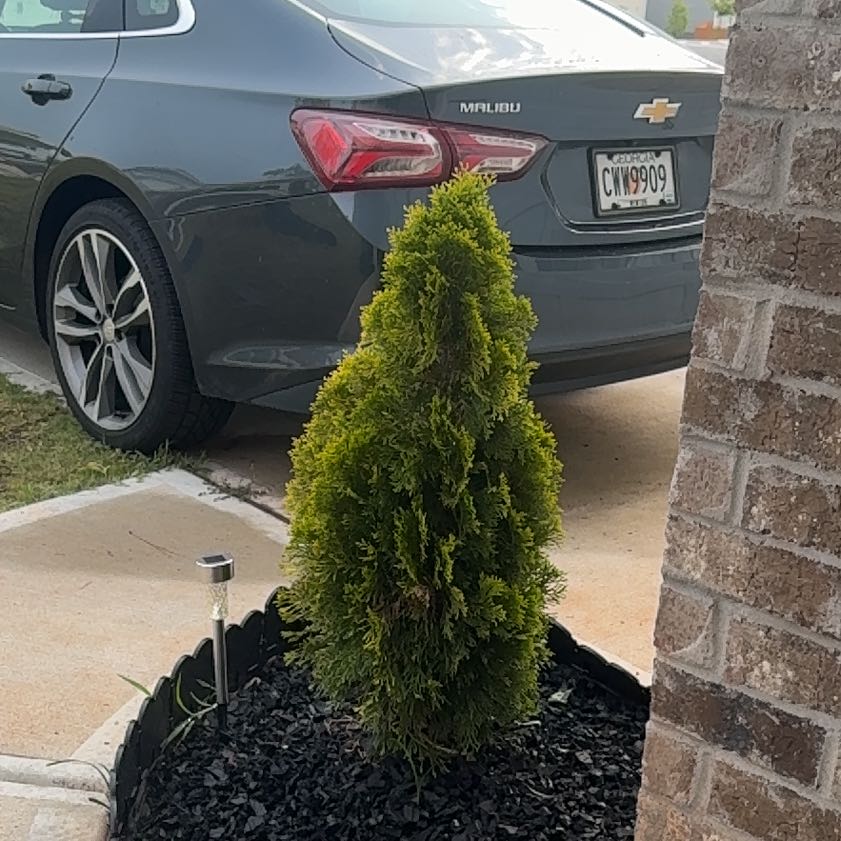 Photo of the plant species Arborvitae by @EpitomePlanty92 named Stella on Greg, the plant care app