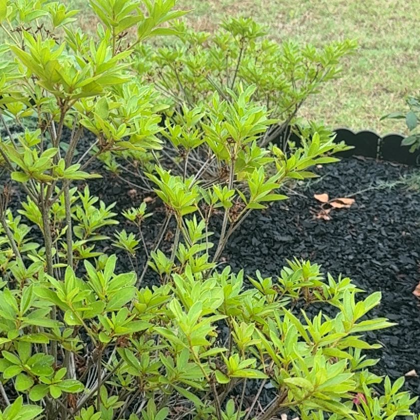 Photo of the plant species Western Azalea by @EpitomePlanty92 named Ronaldo on Greg, the plant care app