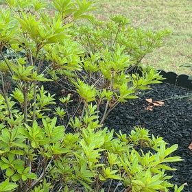 Photo of the plant species Alpenrose by @EpitomePlanty92 named Sol on Greg, the plant care app