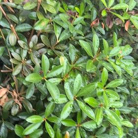 Photo of the plant species Calico Bush by @EpitomePlanty92 named Hemingway on Greg, the plant care app