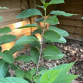 Photo of the plant species Common Buttonbush by @FocusedCowpea15 named Curie on Greg, the plant care app