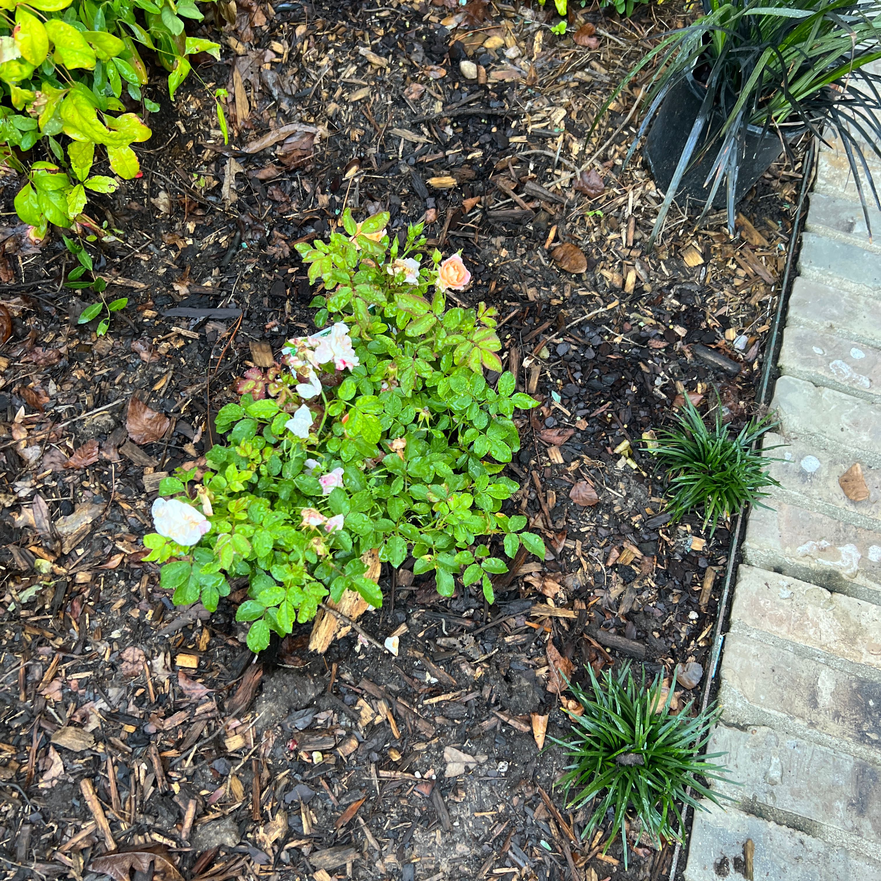 Photo of the plant species Apricot Drift Rose by @ProperSalad22 named Tree Diddy on Greg, the plant care app