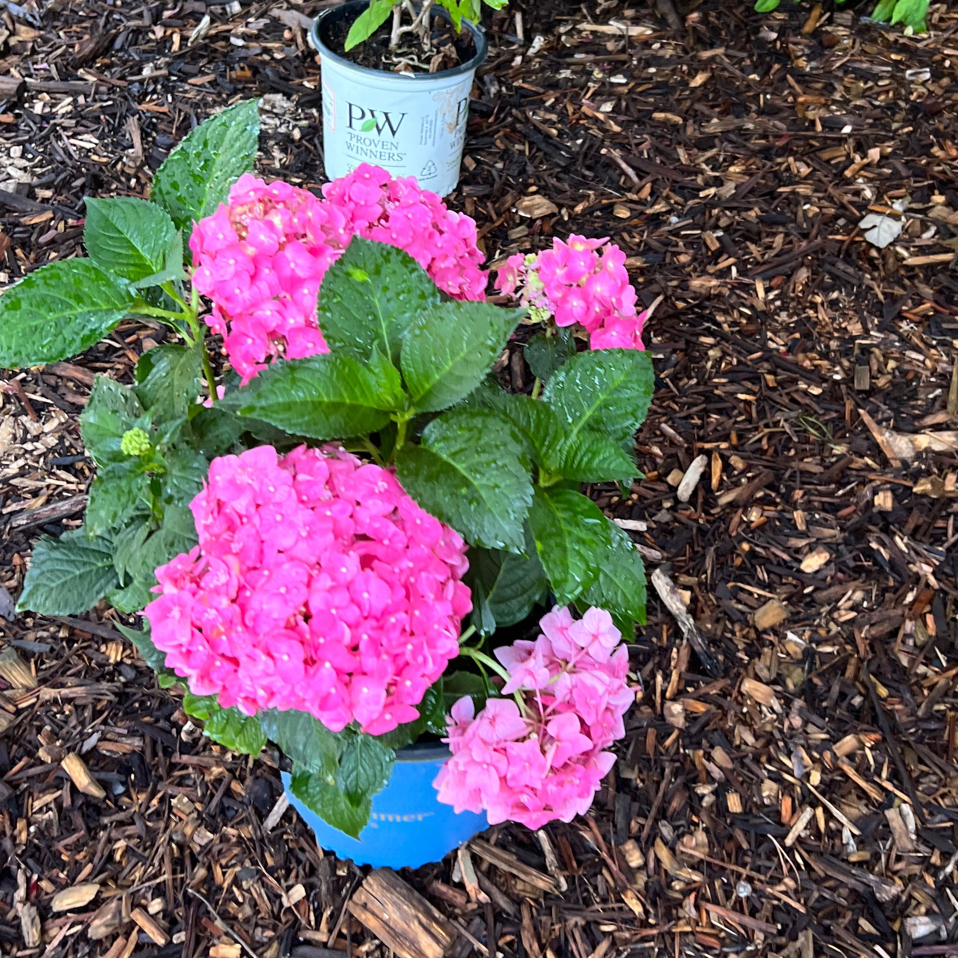 Photo of the plant species Endless Summer BloomStruck Hydrangea by @ProperSalad22 named Captain Plant-it on Greg, the plant care app