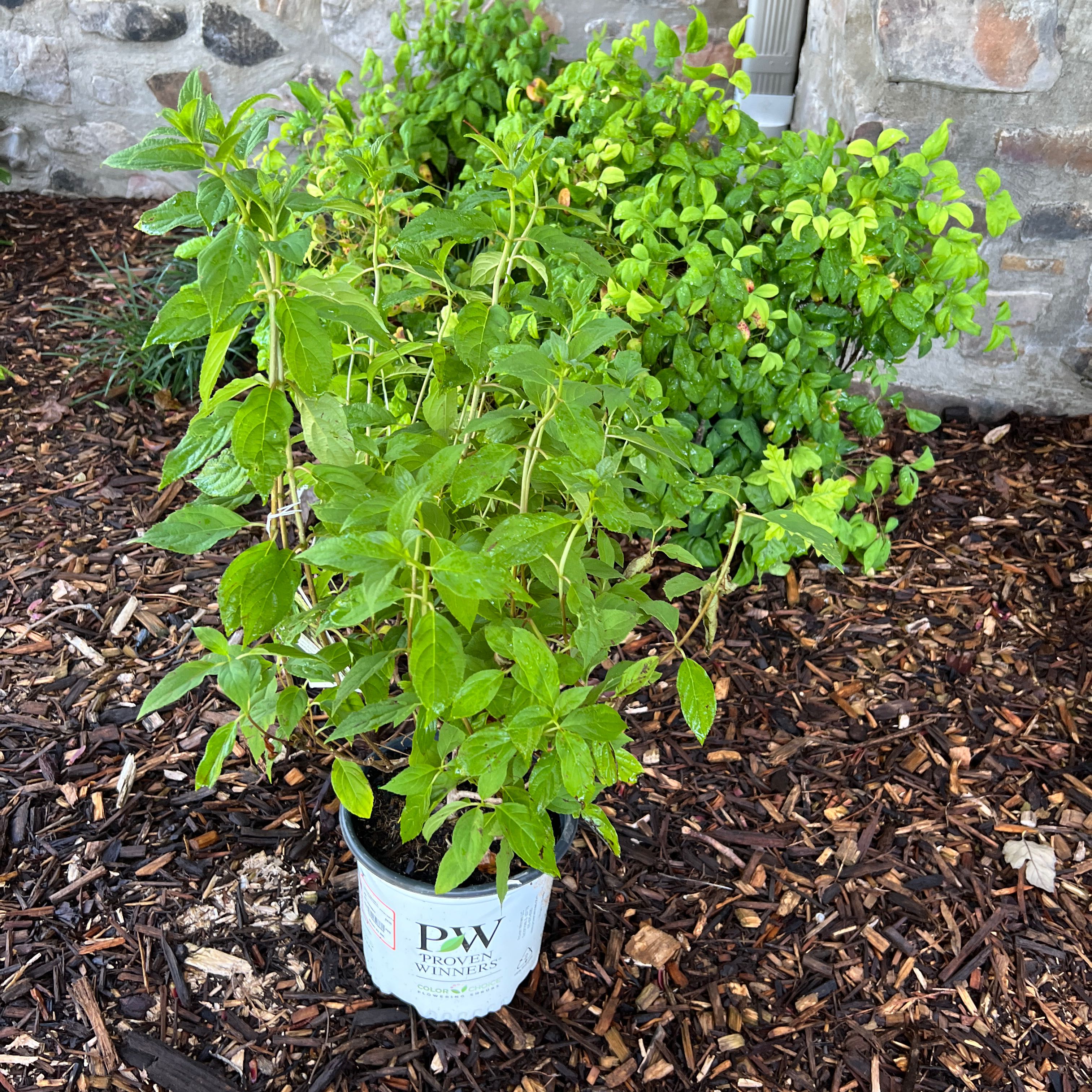Photo of the plant species Little Lime Hydrangea by @ProperSalad22 named Cleopatra on Greg, the plant care app