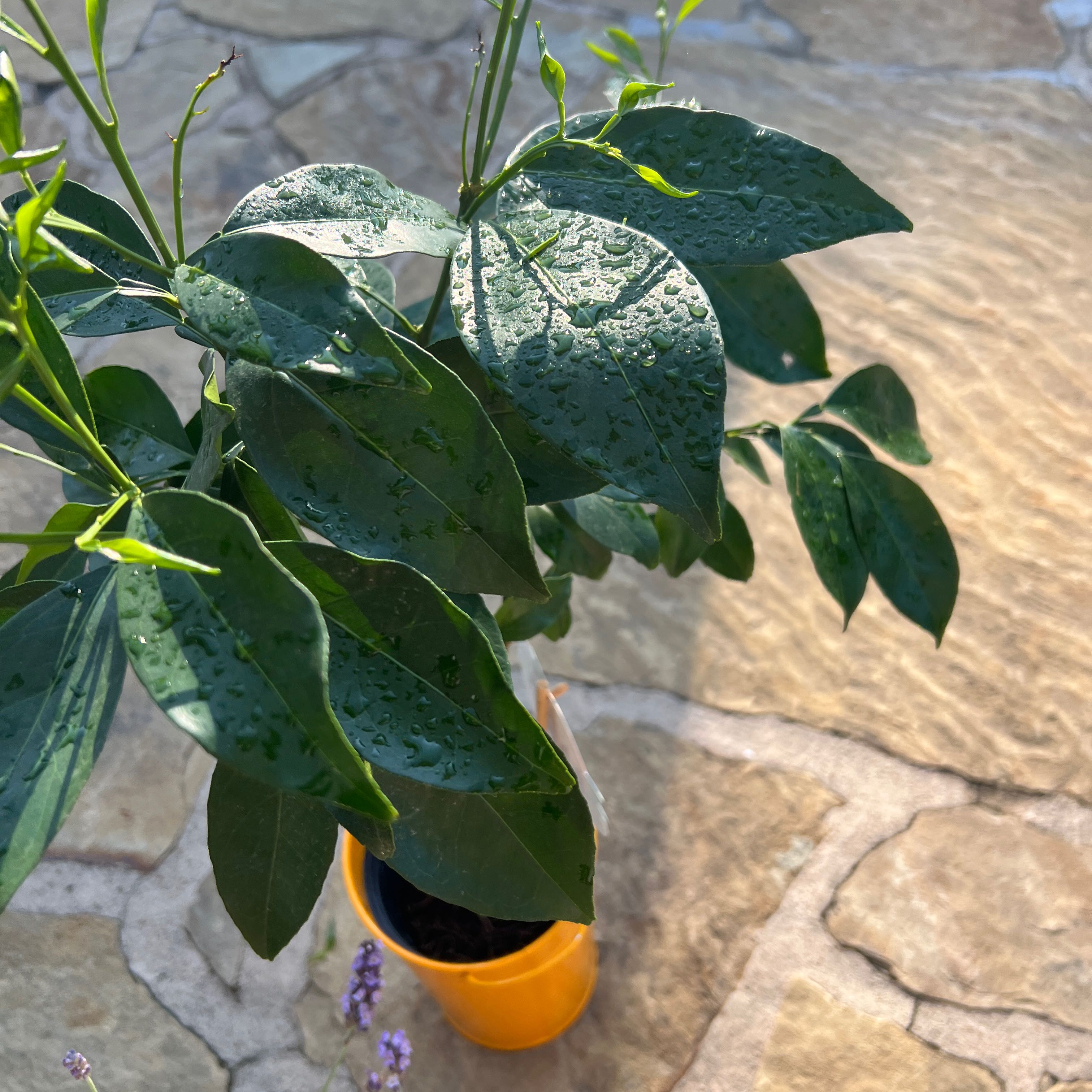 Photo of the plant species Mini Orange Tree by @ProperSalad22 named Planty on Greg, the plant care app