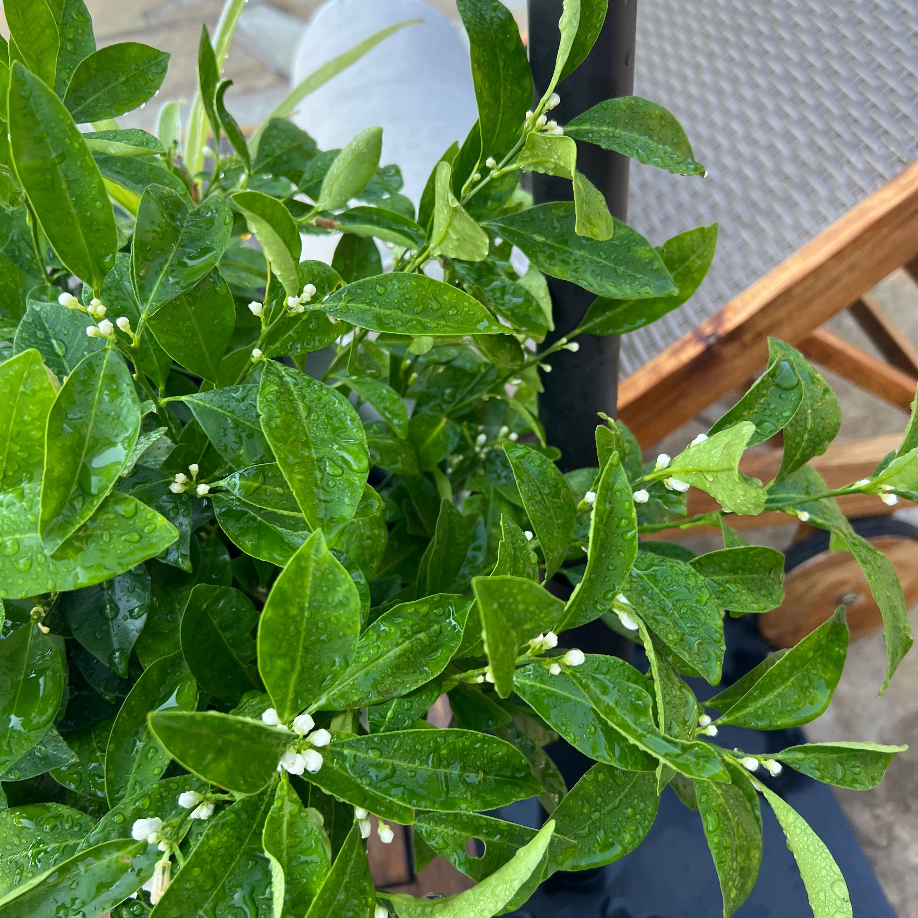 Photo of the plant species Harvey lemon Tree by @ProperSalad22 named Tupot amaroot on Greg, the plant care app