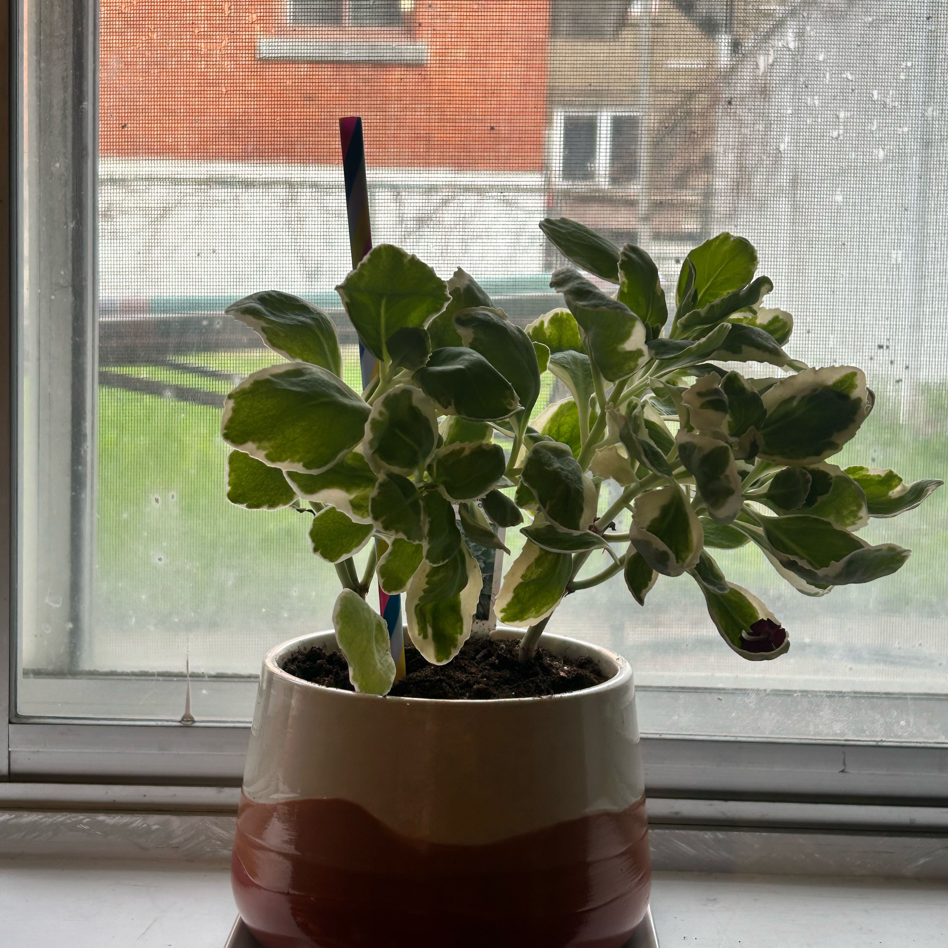 Photo of the plant species Sedum 'Frosty Morn' by @Clearlytrashx named Stink on Greg, the plant care app
