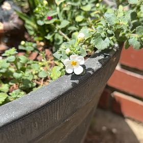 Photo of the plant species bacopa by @thetessamoses named Bacopa on Greg, the plant care app