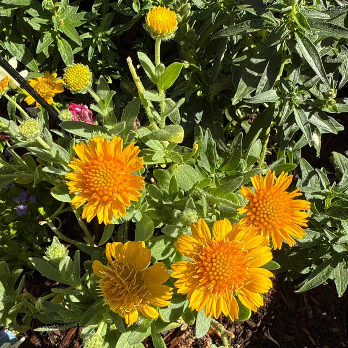 Photo of the plant species Huisache Daisy by @thetessamoses named Huisache Daisy on Greg, the plant care app
