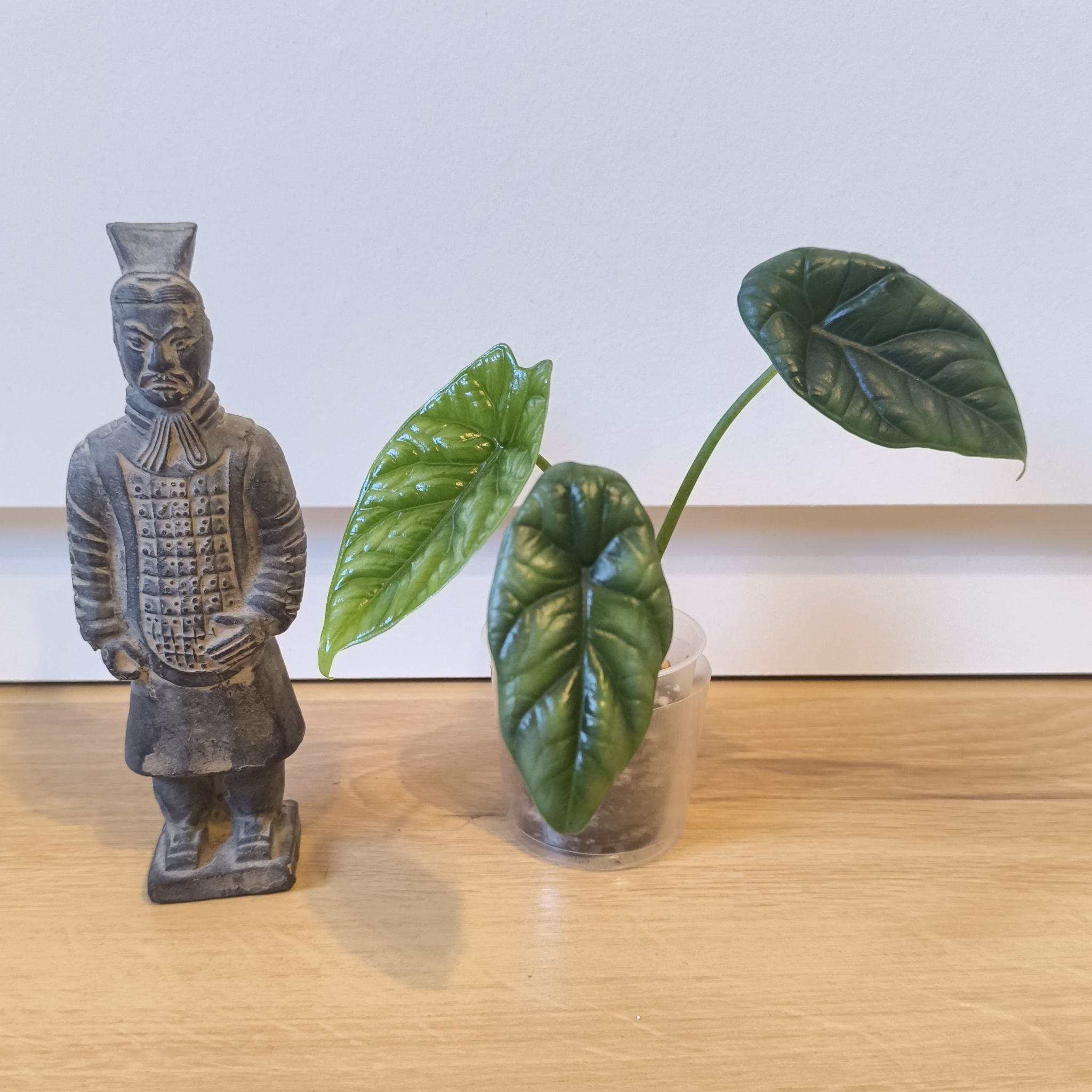 Photo of the plant species Jewel Alocasia by @mustamirri named Alocasia "Sinuata" on Greg, the plant care app