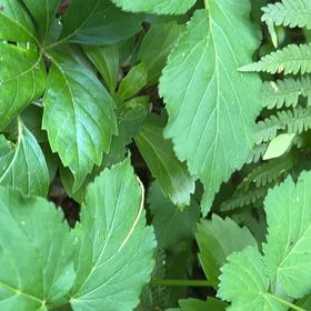 Photo of the plant species Alexanders by @ZingRedsword54 named Gregarious on Greg, the plant care app