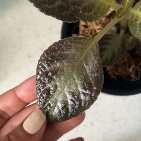 Photo of the plant species Episcia 'Chocolate Soldier' by @LeisuredAlfalfa named Kylie on Greg, the plant care app