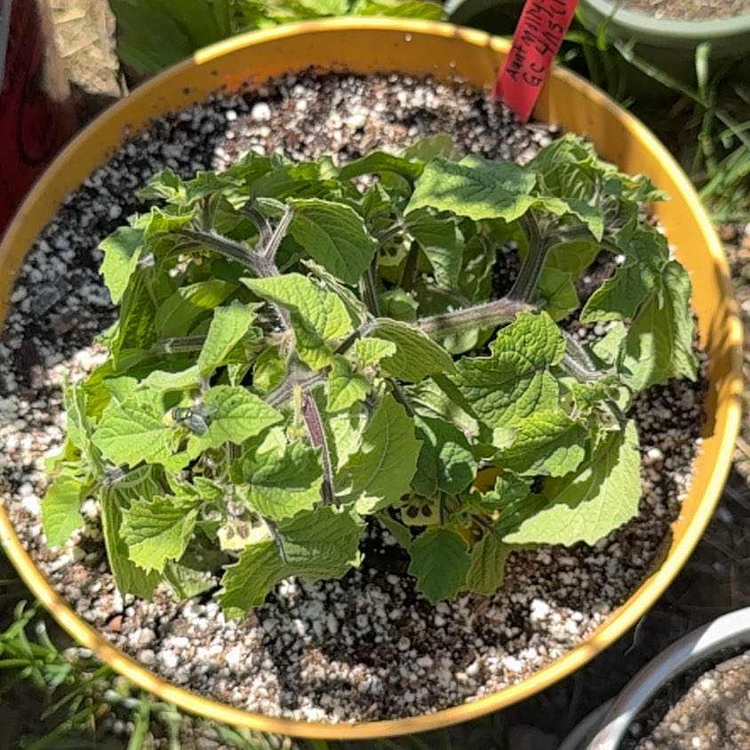 Photo of the plant species Aunt Molly's Ground Cherry by @VipBagpod75 named Athena on Greg, the plant care app