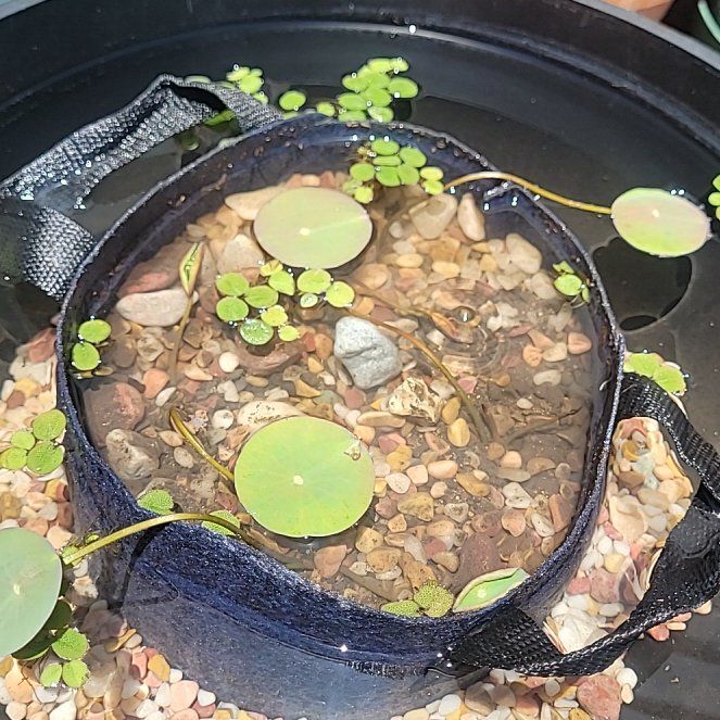 Photo of the plant species Water-Shield by @TrySilkvine56 named Planty on Greg, the plant care app
