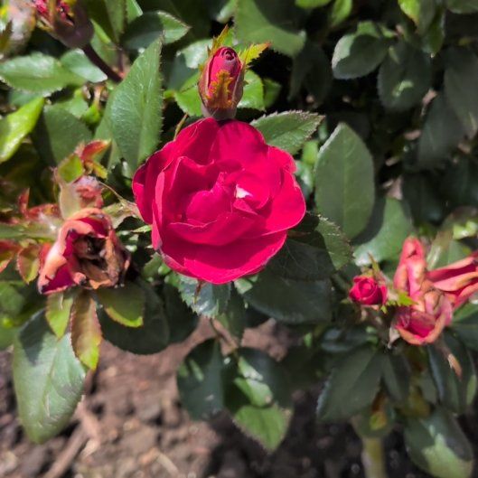 Photo of the plant species Petite Knock Out® Rose by @BuddingBaibua23 named Sigmund on Greg, the plant care app